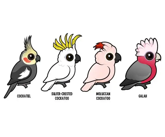 cockatoo-parrot