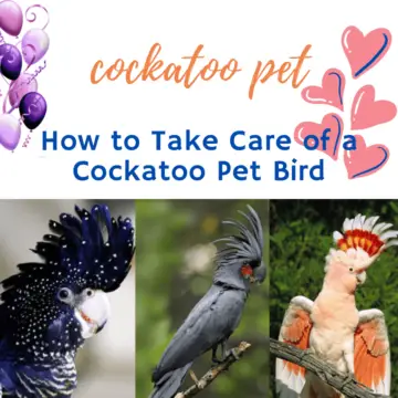 How To Take Care Of A Cockatoo Pet Bird - The Health Of The Cockatoo