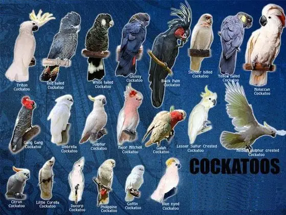 How to Take Care of a Cockatoo Pet Bird