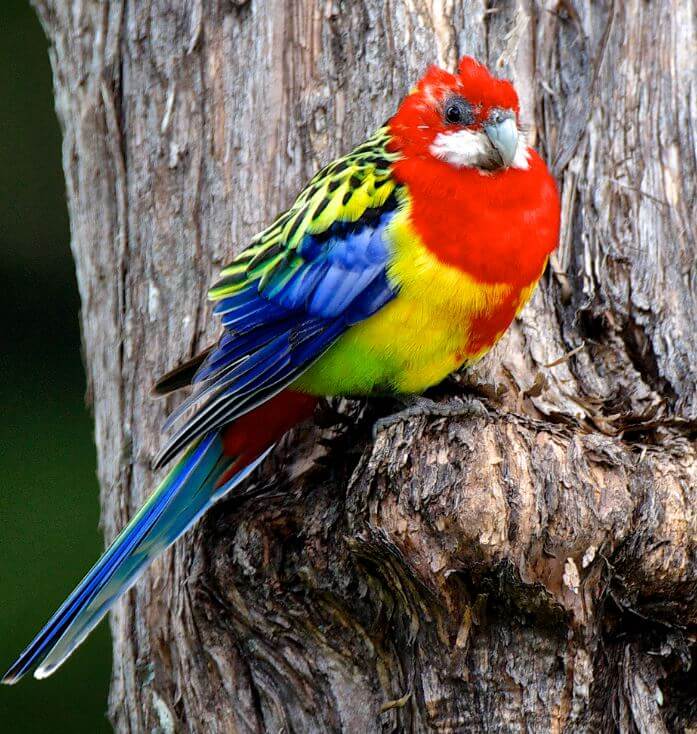 eastern rosella parrot
