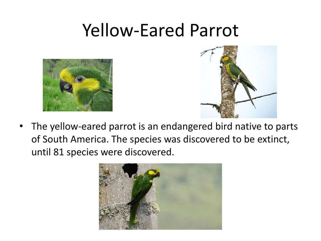 Endangered Parrots