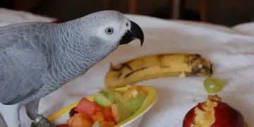 african grey parrot food