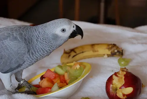 what eats parrots