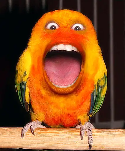 Sun conure funny parrot