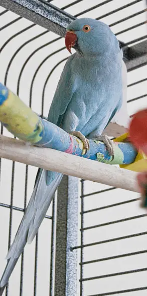 indian ringneck parakeet blue