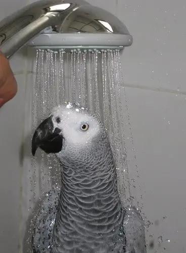 3 good reasons for a parrot wash