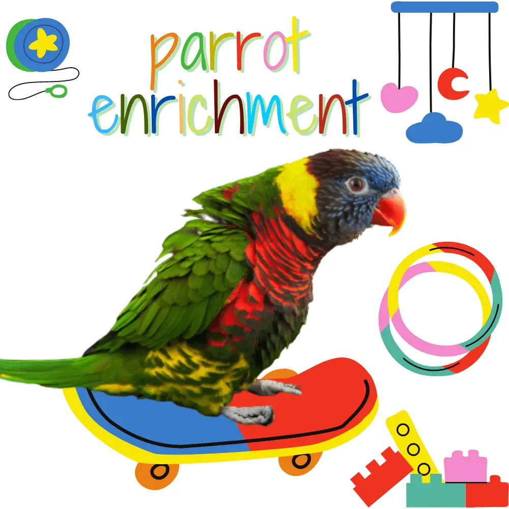 parrot enrichment