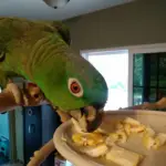 parrot foods