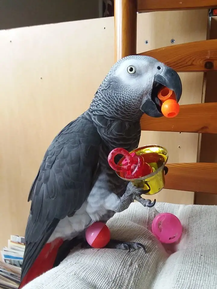 talking parrot toys
