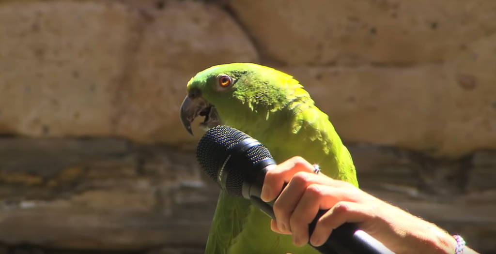 Попугай поет. Православный попугай. Попугай поет в микрофон. Звуки попугаев.