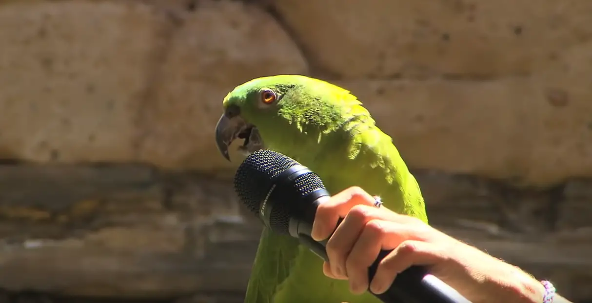 Learning parrot speech