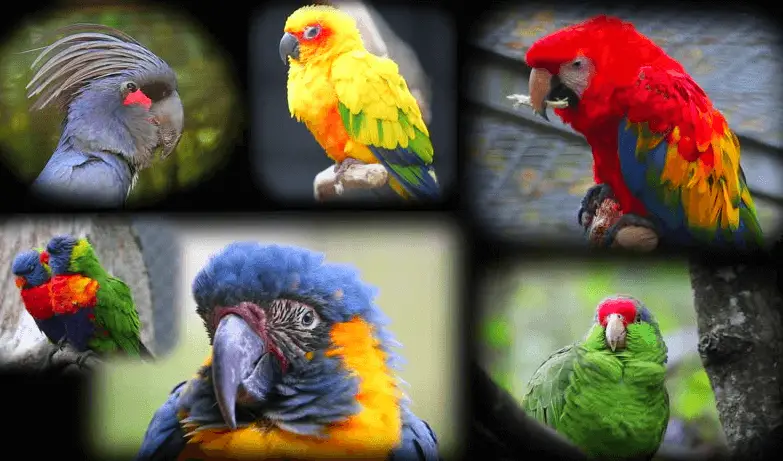 Choosing a parrots species - What is the best parrot for a pet?