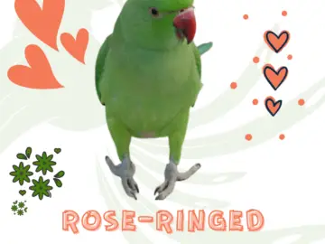 rose-ringed parrot