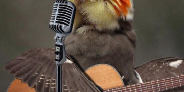 Parrot sing