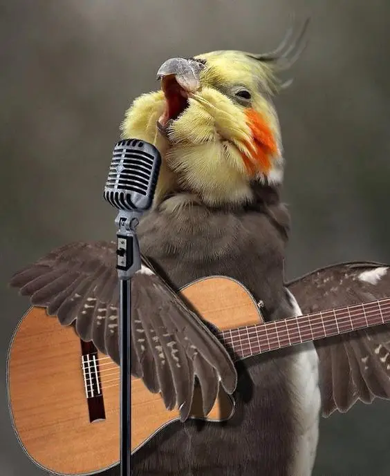 parrot cactus that can sing and dance