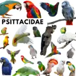 psittacidae
