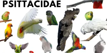 psittacidae