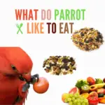 what do parrot like to eat