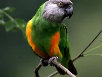 youyou-parrots
