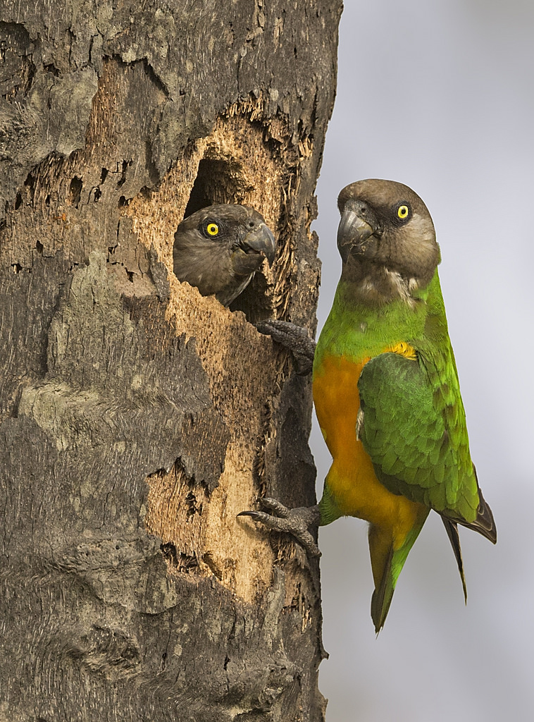 Youyou Senegal parrot 