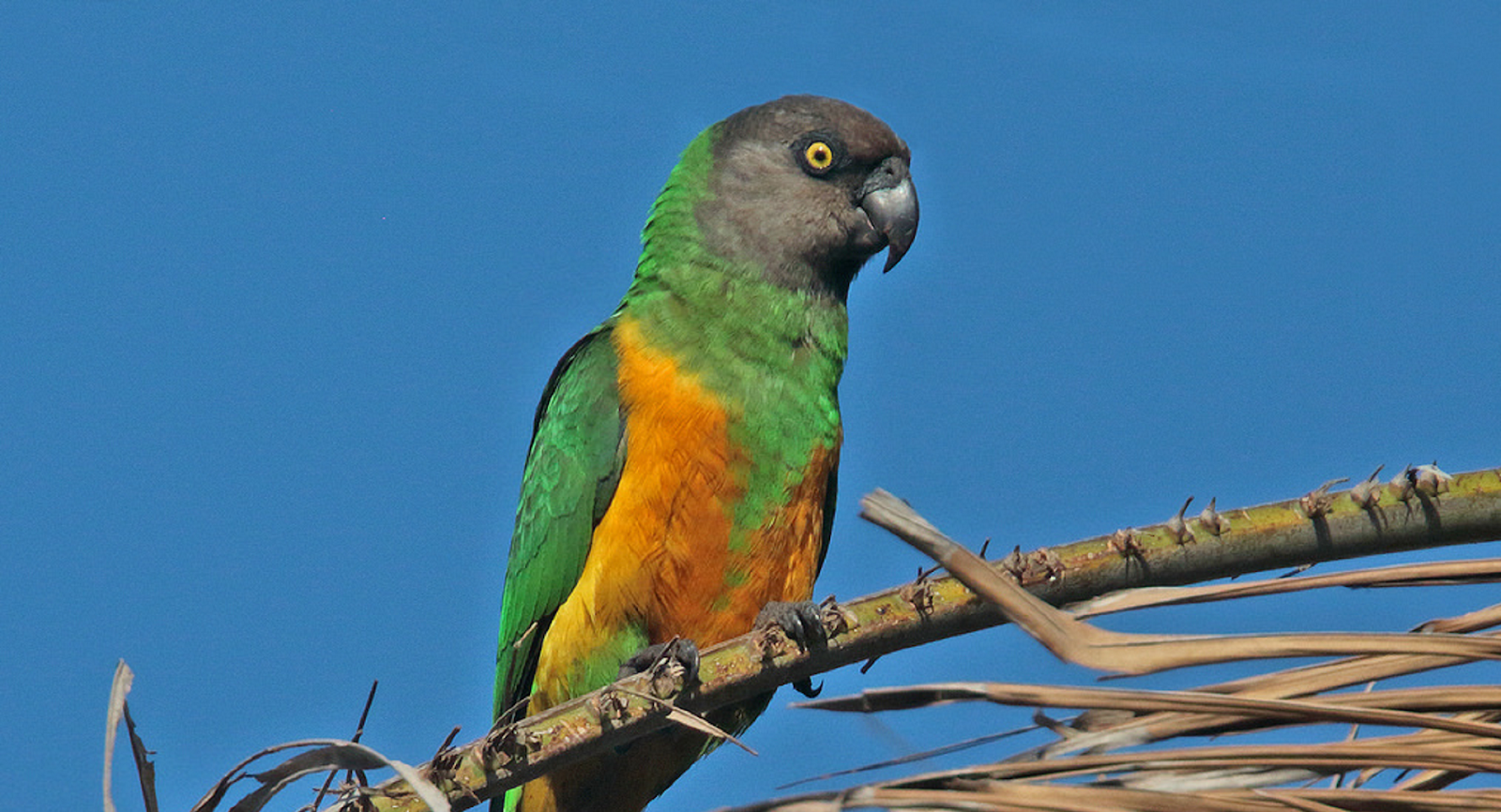 Youyou Senegal parrot Poicephalus senegalus