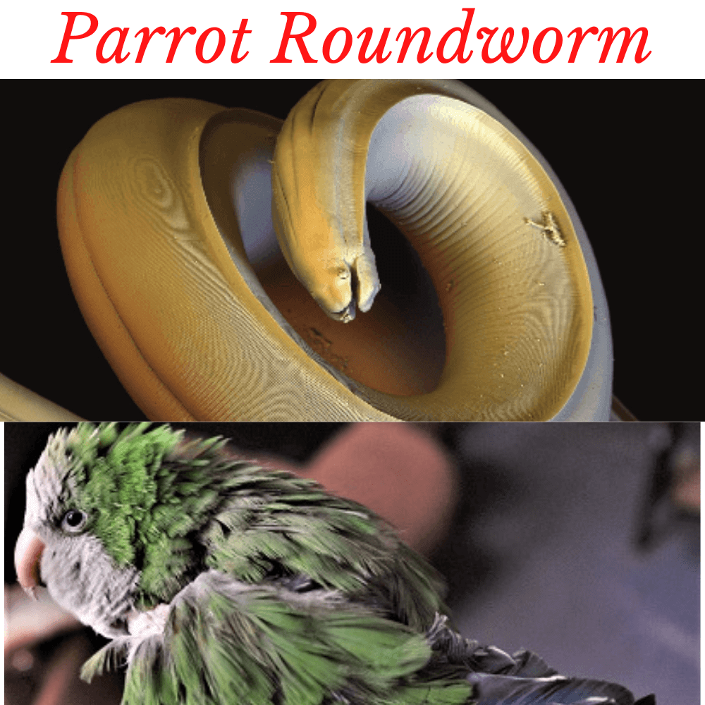Parrot Roundworm