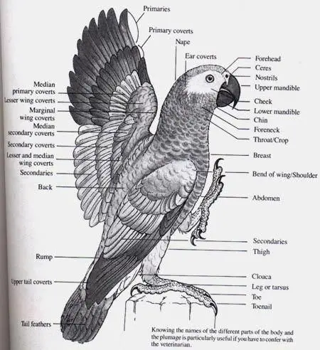 African Parrot Complete Guide