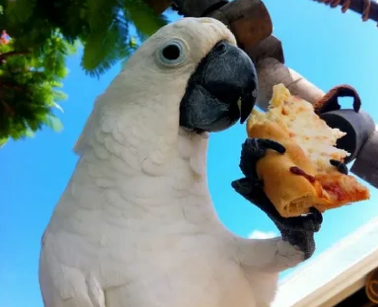 Parrot pizza