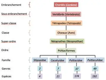 Psittaciformes Species Classification