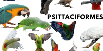 psittaciformes