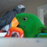 Introducing a New Bird to your Parrot