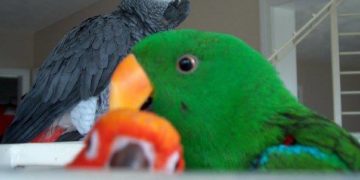 Introducing a New Bird to your Parrot