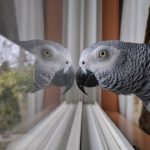 parrot Control Helps Prevent Disease