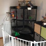 Location And Maintenance of the Parrot Cage