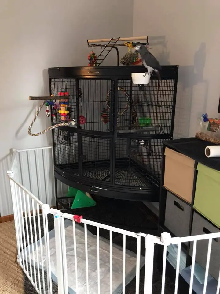 The 10 Best Parrot Cages