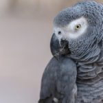 The psychology of the african grey parrot