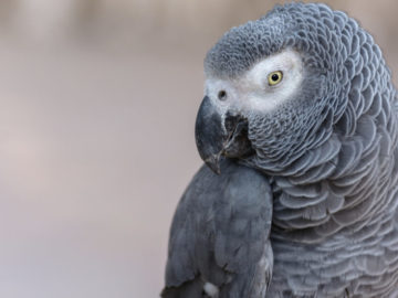 The psychology of the african grey parrot