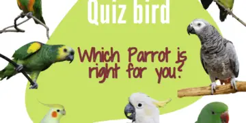 Quiz bird