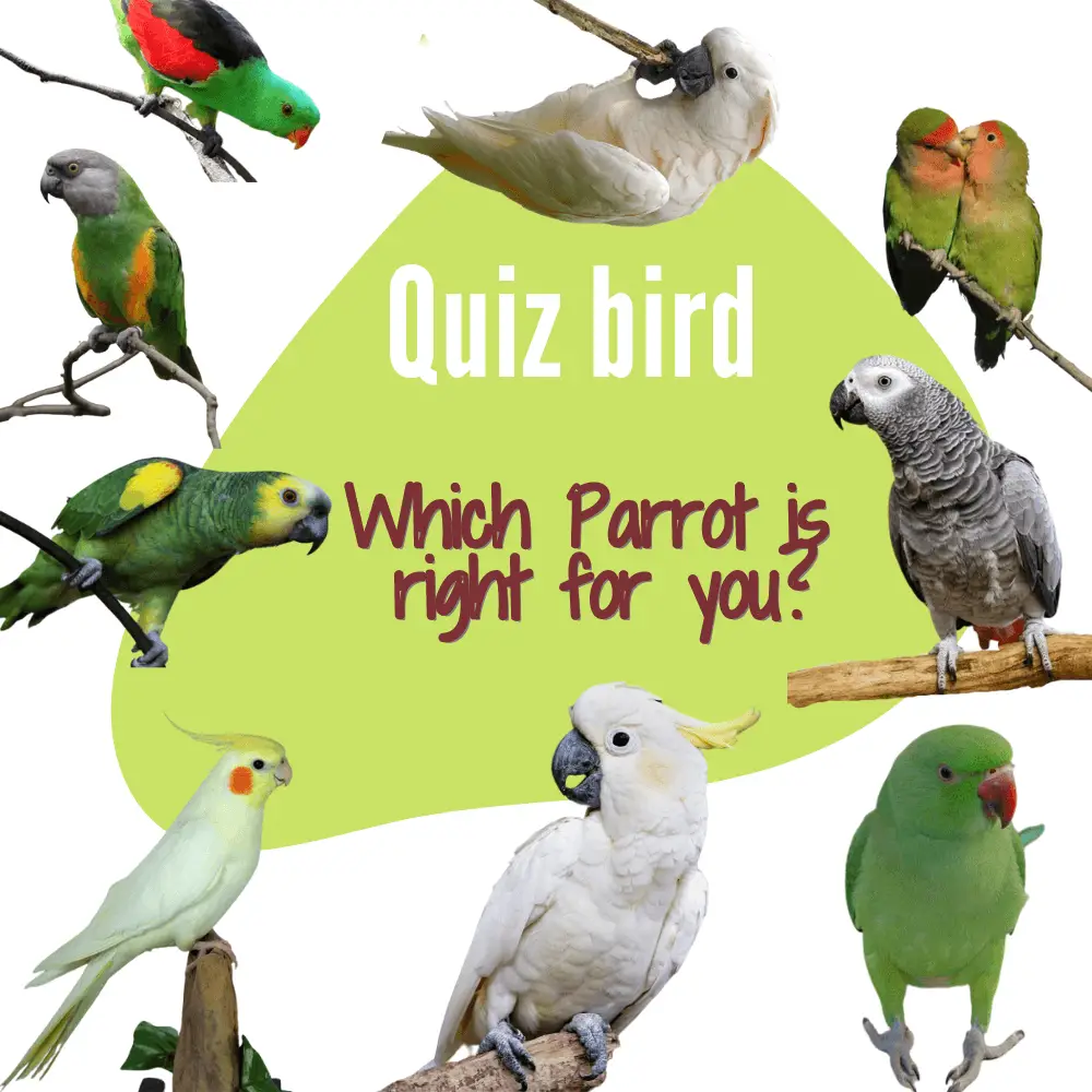 Quiz bird