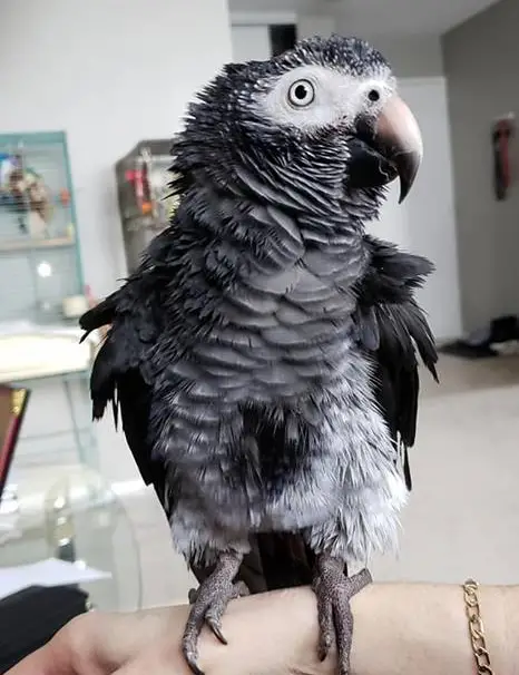 parrot shower