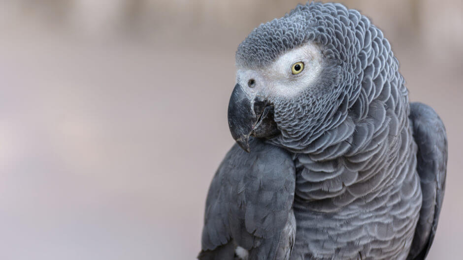 The Gray of Gabon: a smart parrot