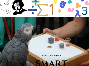 African Grey a smart parrot