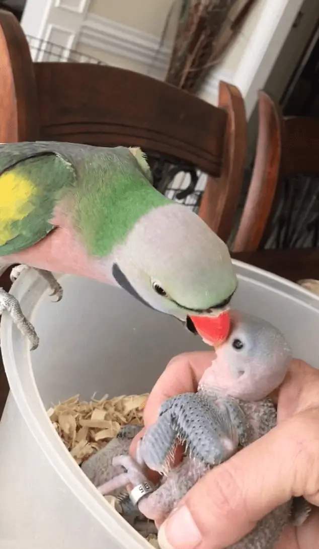 Breeding parrot by hand or by parents