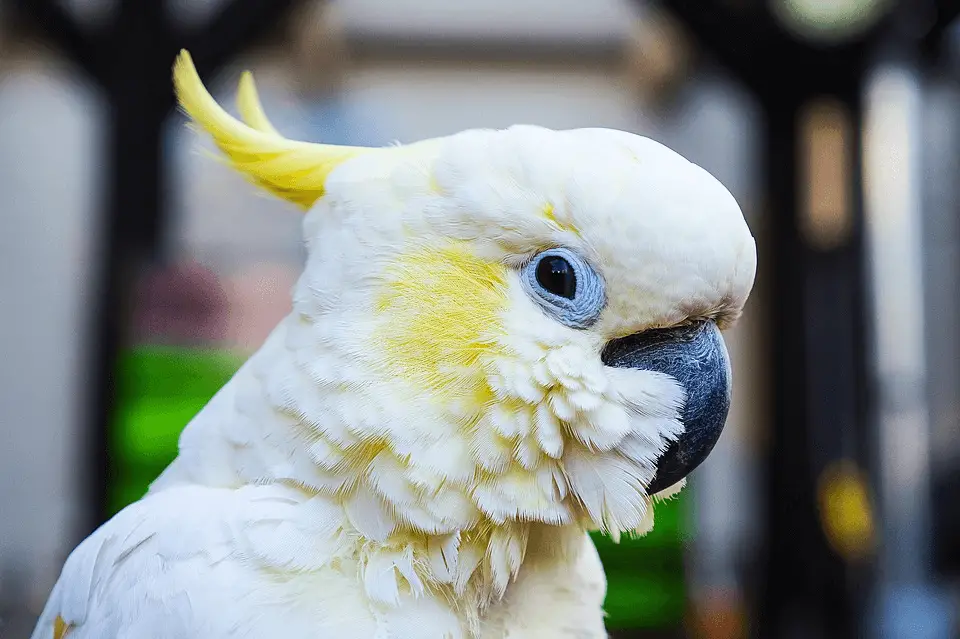 Sulphur-crested cockatoo 