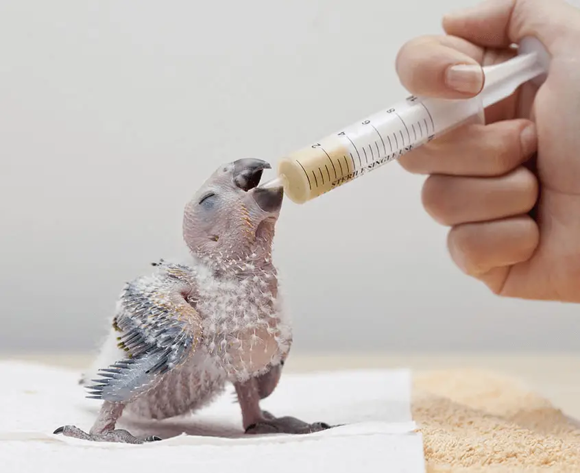 Adopt a Baby Parrot