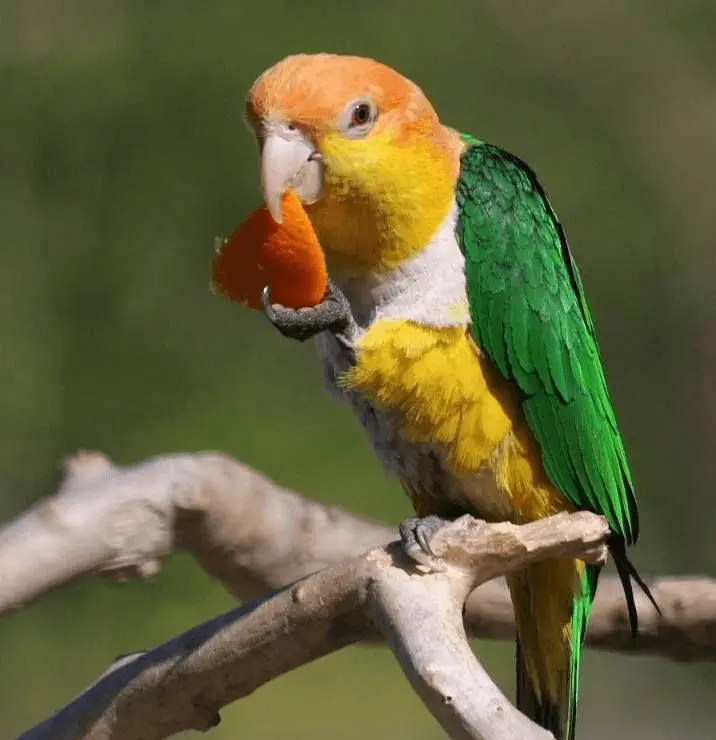 Caique Parrot