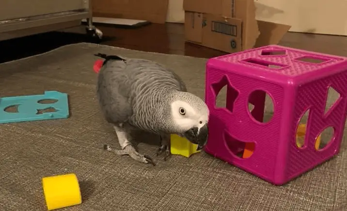 African Grey Toys