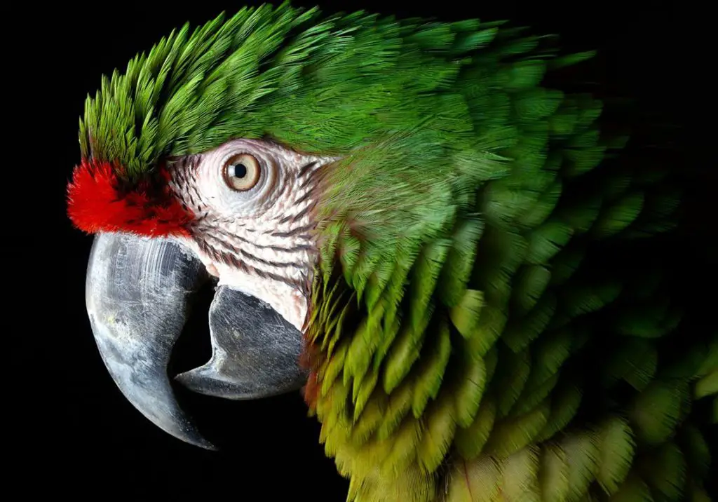 Parrot Aspergillosis