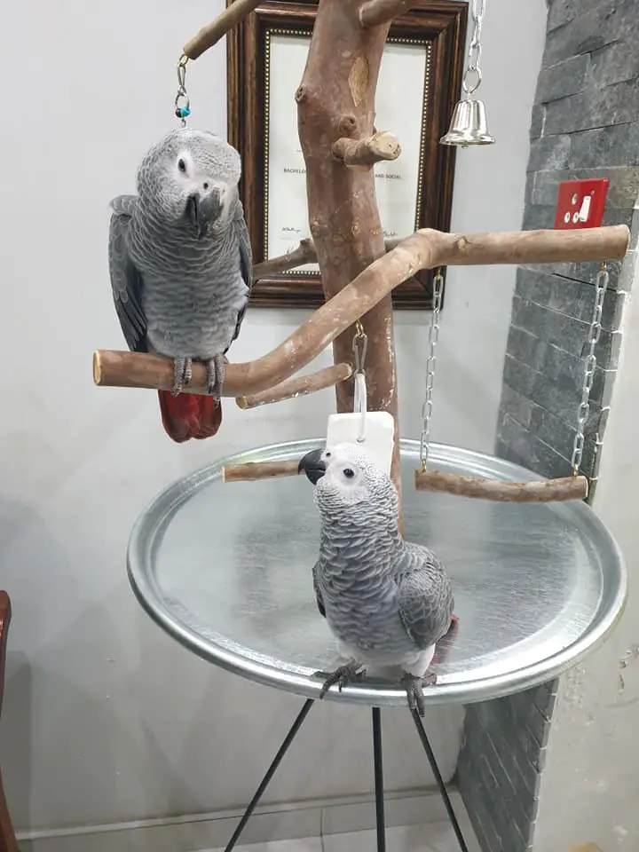 The body language of African Grey parrot