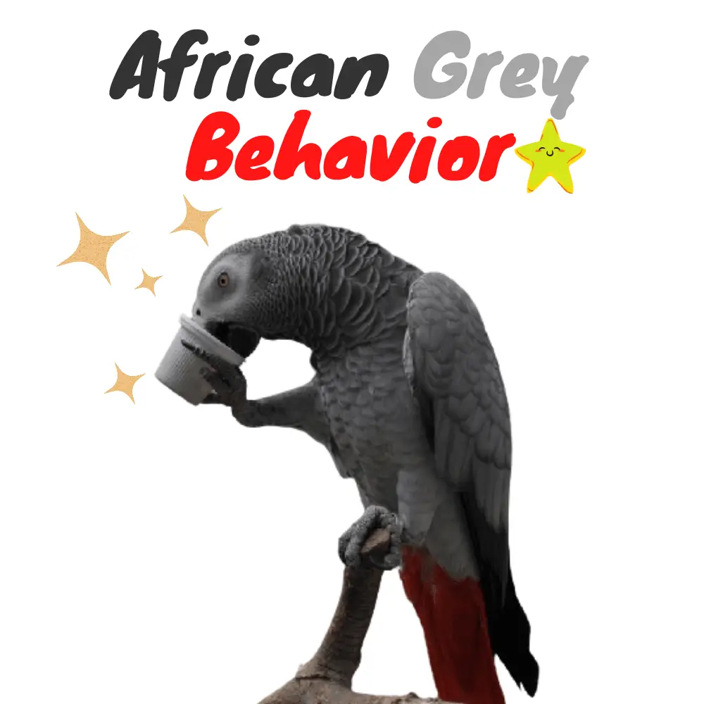 African Grey Behavior